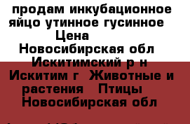 продам инкубационное яйцо утинное гусинное › Цена ­ 100 - Новосибирская обл., Искитимский р-н, Искитим г. Животные и растения » Птицы   . Новосибирская обл.